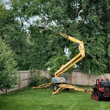 How Our Tree Care Process Works  in Framingham, MA